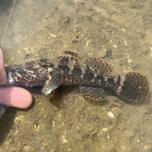 Spotted sleeper (Eleotris picta) — Eleotridae — 3