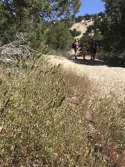 Cordylanthus parviflorus