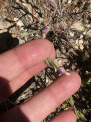 Cordylanthus parviflorus