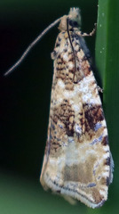 Olethreutes deprecatoria