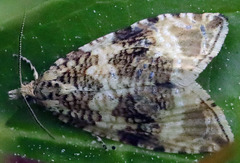 Olethreutes deprecatoria