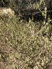 Cordylanthus parviflorus