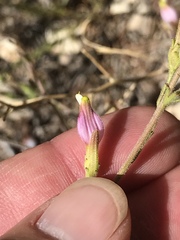 Cordylanthus parviflorus