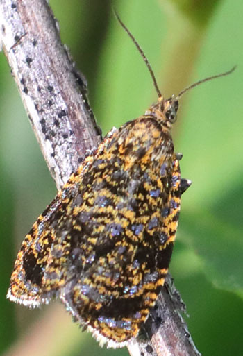 Olethreutes siderana