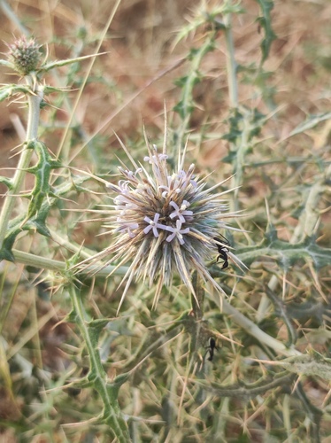 Echinops echinatus (Echinops echinatus)