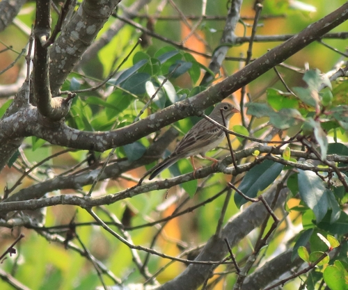 Grey-necked Bunting (Emberiza buchanani), photo 9