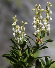 Leucothoe davisiae