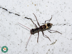 Ctenostoma