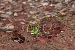 Pinguicula heterophylla