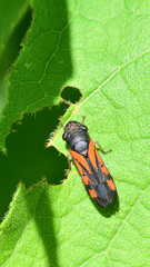 Oncometopia rufipennis