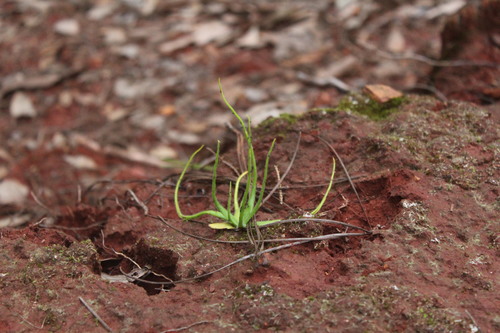 Pinguicula heterophylla