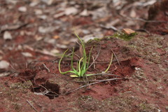Pinguicula heterophylla