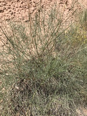 Astragalus lonchocarpus