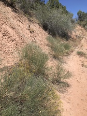 Astragalus lonchocarpus