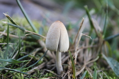 Coprinellus