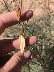 Astragalus lonchocarpus