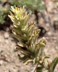 Castilleja nana