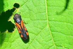 Oncometopia rufipennis