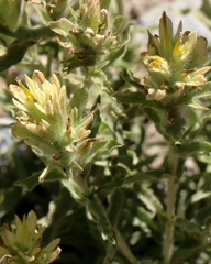 Castilleja nana