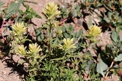 Castilleja nana