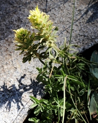 Castilleja pilosa pilosa