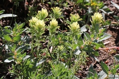 Castilleja pilosa pilosa