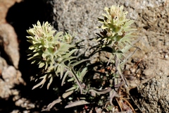 Castilleja pilosa pilosa