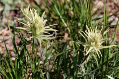 Castilleja pilosa pilosa