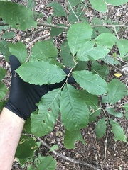 Castanea pumila