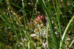 Triantha occidentalis occidentalis