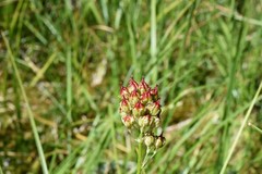 Triantha occidentalis occidentalis