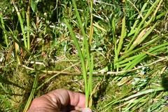 Triantha occidentalis occidentalis