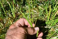 Triantha occidentalis occidentalis