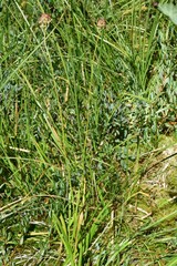 Triantha occidentalis occidentalis