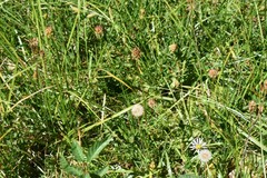 Triantha occidentalis occidentalis