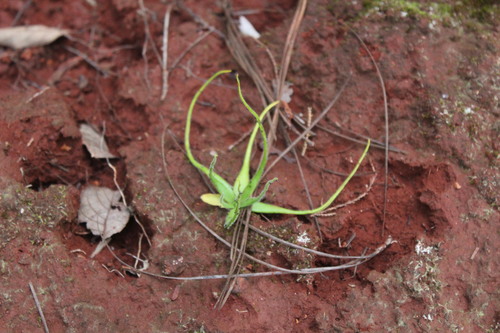 Pinguicula heterophylla