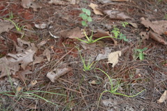 Pinguicula heterophylla