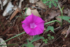 Ipomoea elongata