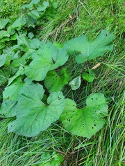 Petasites kablikianus