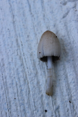 Coprinellus