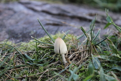 Coprinellus