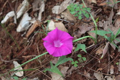 Ipomoea elongata
