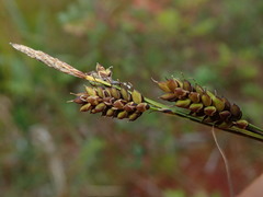 Carex stylosa
