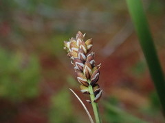 Carex stylosa