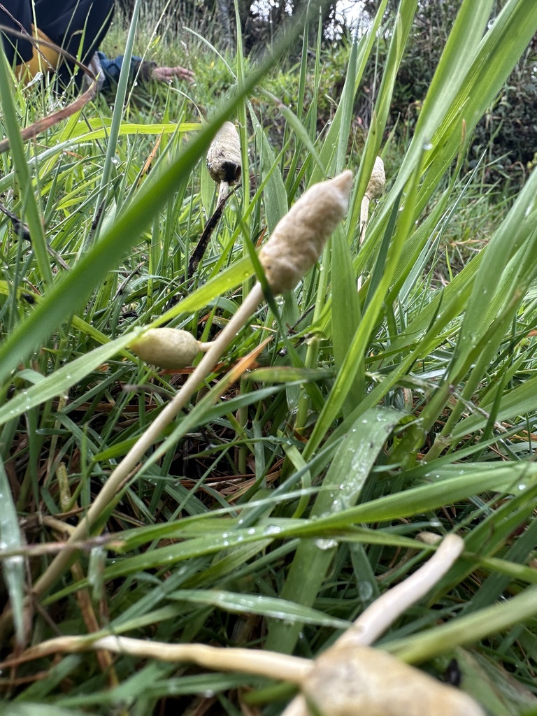 Leratiomyces cucullatus