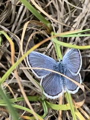 Plebejus anna