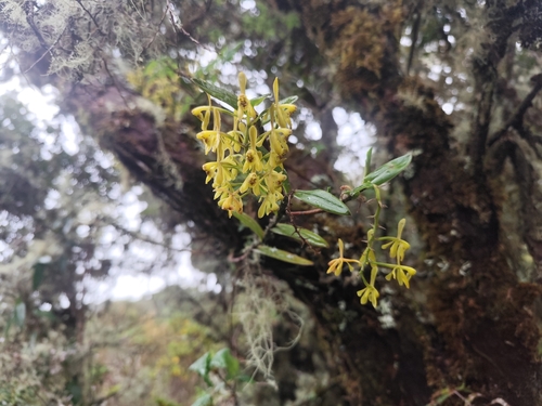 Epidendrum erosum Ames & C.Schweinf.