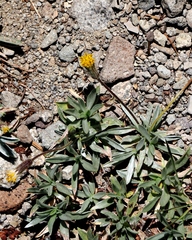 Raillardella argentea
