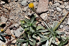 Raillardella argentea