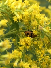 Hippodamia variegata